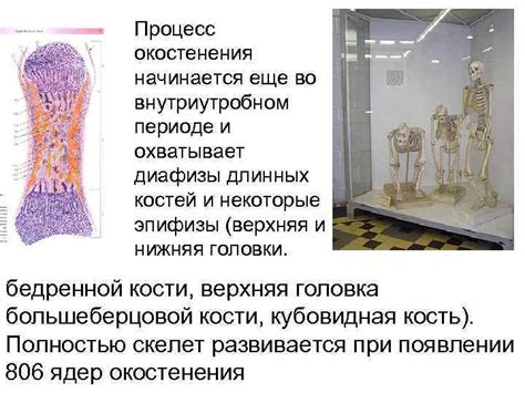 Физиологические особенности формирования и роста ядер окостенения