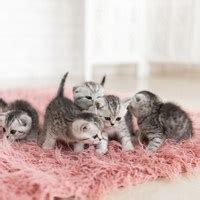 Физиологические причины отказа кошки от котят