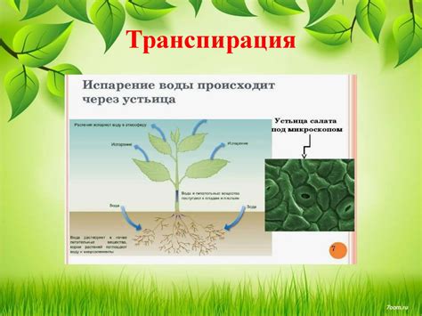 Физиологические процессы в растении