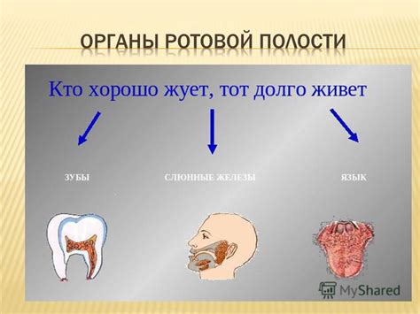 Физиологические процессы в ротовой полости