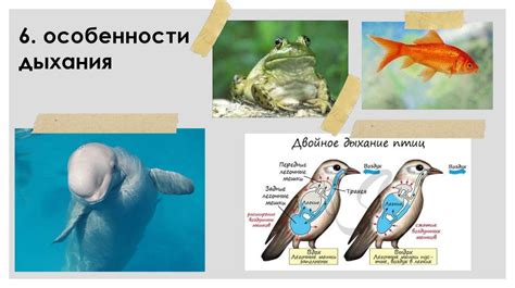 Физиологические факторы и накопление жира
