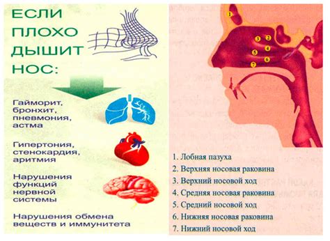 Физиологические функции носового конха