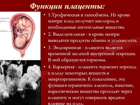Физиология дефекации плода внутри матери