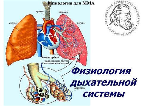 Физиология дыхательной системы кошки