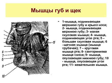 Физиология краснейщих щек