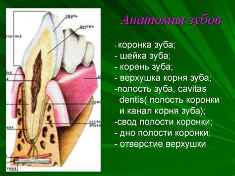 Физиология открытия рта