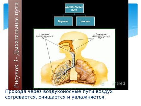 Физиология процесса