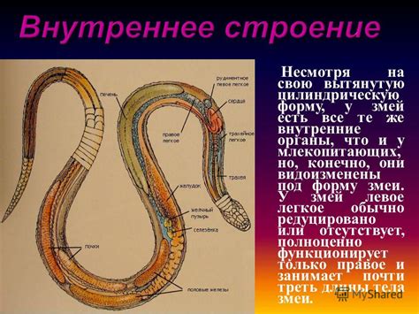 Физиология процесса линьки у змей
