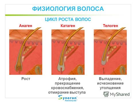 Физиология роста волос