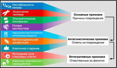 Физические проявления молодости