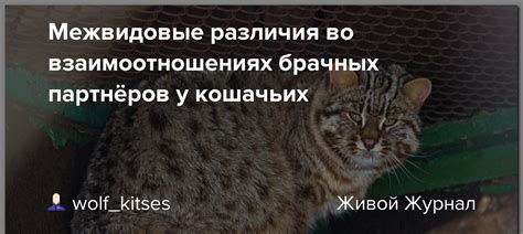 Физическое общение с животными: межвидовые различия