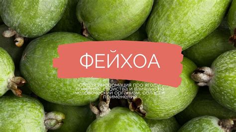 Фитонциды в фейхоа и их влияние на организм