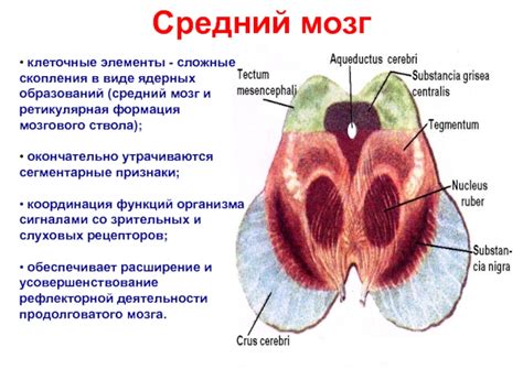 Формация мозгового стебля