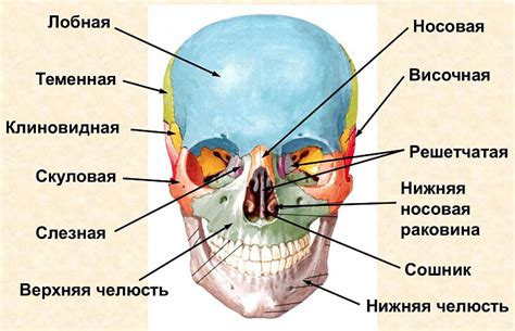 Форма лица и структура кости