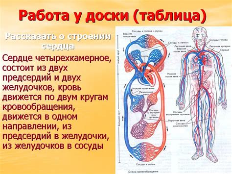 Формирование кровеносной системы плода