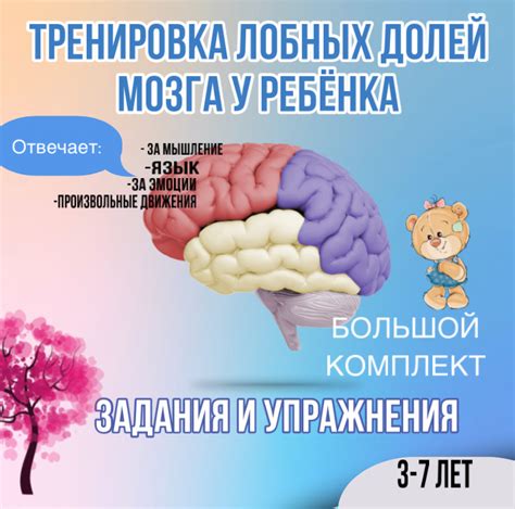Формирование лобных долей мозга у ребенка: этапы и время