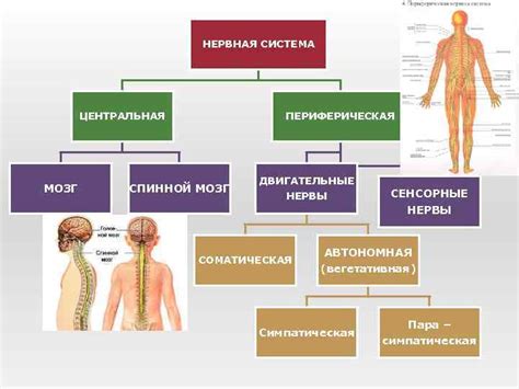 Формирование органов и систем