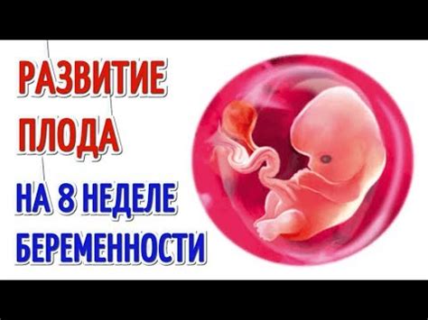 Формирование пола ребенка происходит на 7-8 неделе беременности