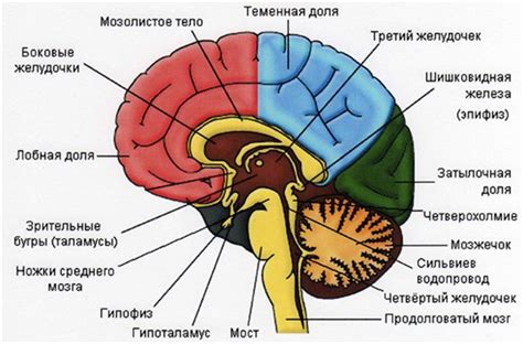 Формирование пониженных отделов мозга