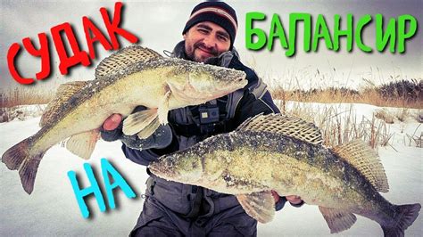 Фотовылов и релиз судака