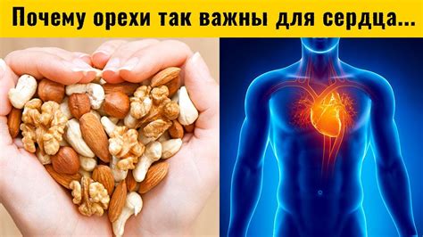 Фундук: поддержка сердца и сосудов