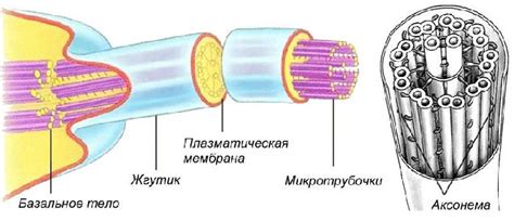 Функции жгутиков