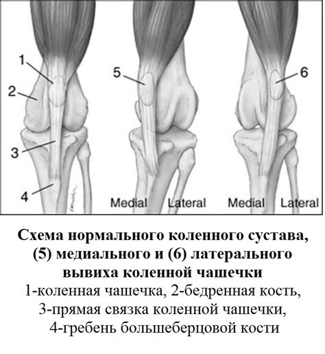 Функции коленной чашечки