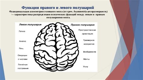 Функции левого и правого полушарий