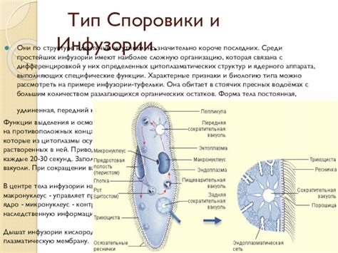 Функции мембраны у инфузории туфельки