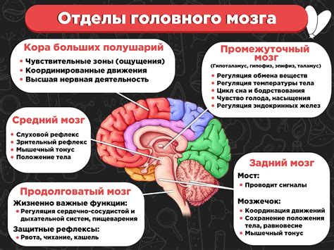 Функции мозга в состоянии сна
