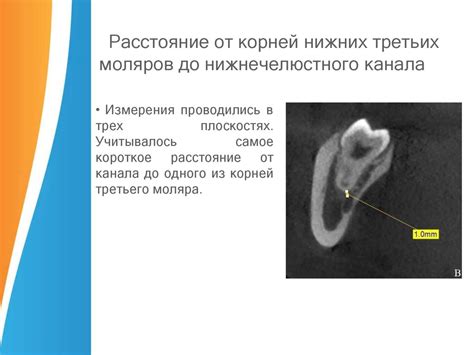 Функции нижних моляров