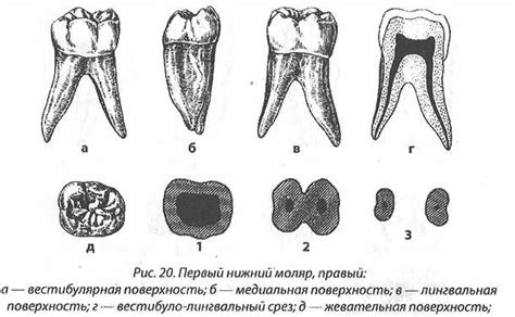 Функции первого моляра верхней челюсти