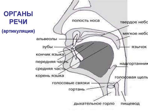 Функции речи и речевые органы