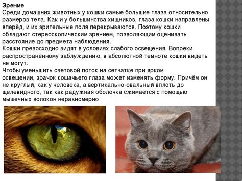 Функциональность глаз: как кошка видит мир