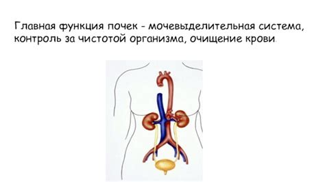 Функция почек и очищение организма