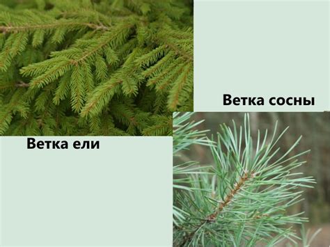 Хвойные шедевры: шерстяные сосны и ели