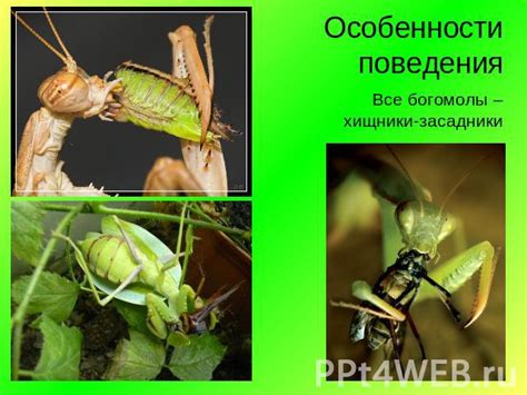 Хищники: особенности диеты и поведения