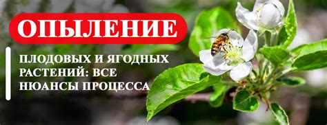 Цветение и опыление плодовых деревьев