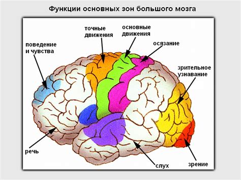 Центральное действие на мозг