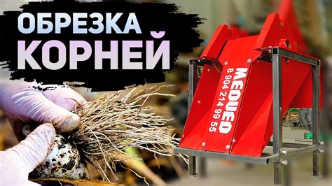 Часто задаваемые вопросы о обрезке корней у чеснока