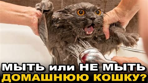 Частые ошибки при купании кошки с лишаем