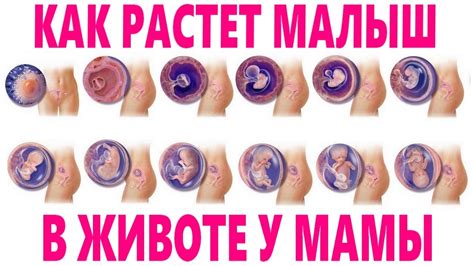 Чего ожидать при беременности: как живет ребенок внутри