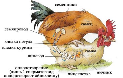 Что делает петух с курицей когда топчет