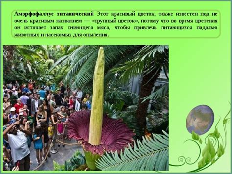 Что делает цветок красивым