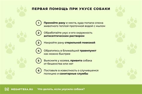 Что делать при укусе собаки