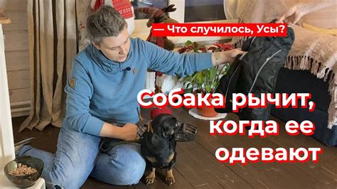 Что нужно делать, когда собака рычит при отбирании игрушки