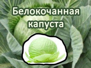 Что нужно знать о сочетаемости капусты с другими продуктами