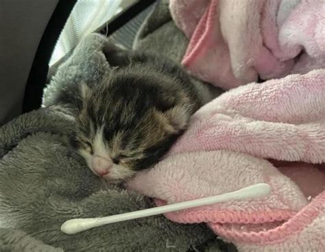 Чувства кошки в момент умирания её котенка