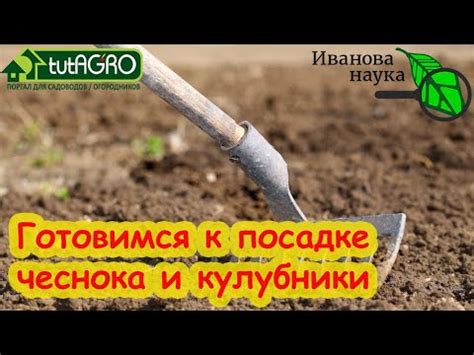 Шаги для правильного сбора чеснока