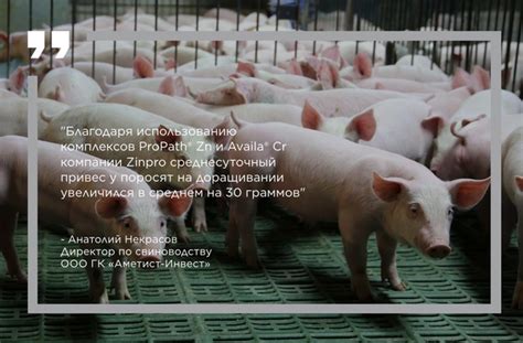 Шаги к успеху при держании поросят на даче
